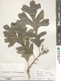 Quercus macrocarpa image