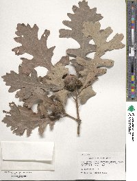 Quercus macrocarpa image