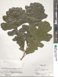 Quercus macrocarpa image