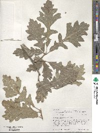 Quercus macrocarpa image