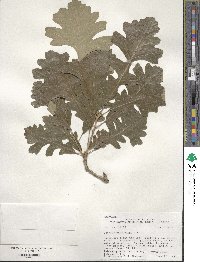 Quercus macrocarpa image