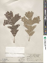 Quercus macrocarpa image