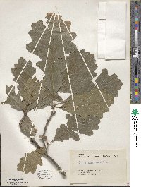 Quercus macrocarpa image