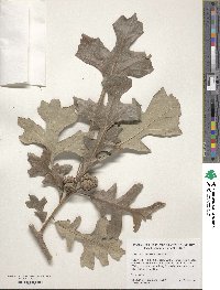 Quercus macrocarpa image