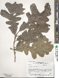 Quercus macrocarpa image