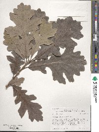 Quercus macrocarpa image