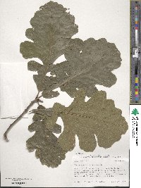 Quercus macrocarpa image