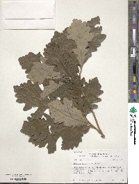 Quercus macrocarpa image