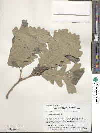 Quercus macrocarpa image