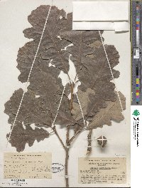 Quercus macrocarpa image