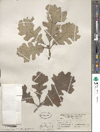 Quercus macrocarpa image