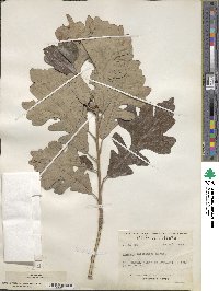 Quercus macrocarpa image