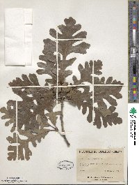 Quercus macrocarpa image