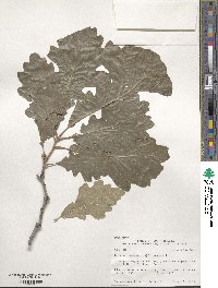 Image Associated With the Occurrence