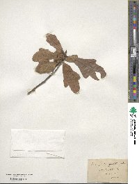 Quercus margarettae image