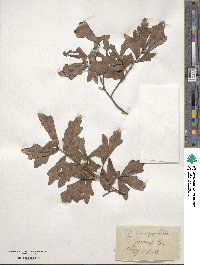 Quercus margarettae image