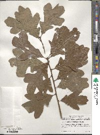 Quercus margarettae image