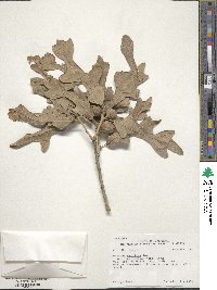 Quercus margarettae image