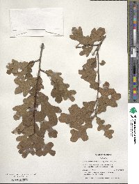 Quercus margarettae image