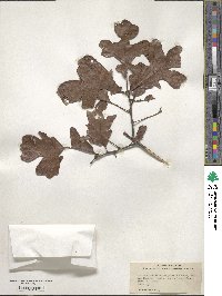 Quercus margarettae image