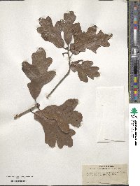 Quercus margarettae image