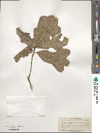 Quercus margarettae image