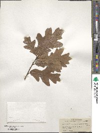 Quercus margarettae image