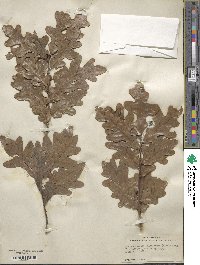 Quercus margarettae image