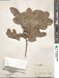 Quercus margarettae image