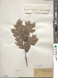 Quercus margarettae image