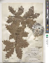 Quercus margarettae image