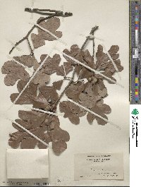 Quercus margarettae image