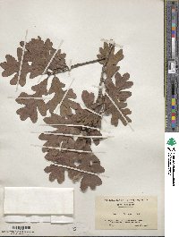 Quercus margarettae image