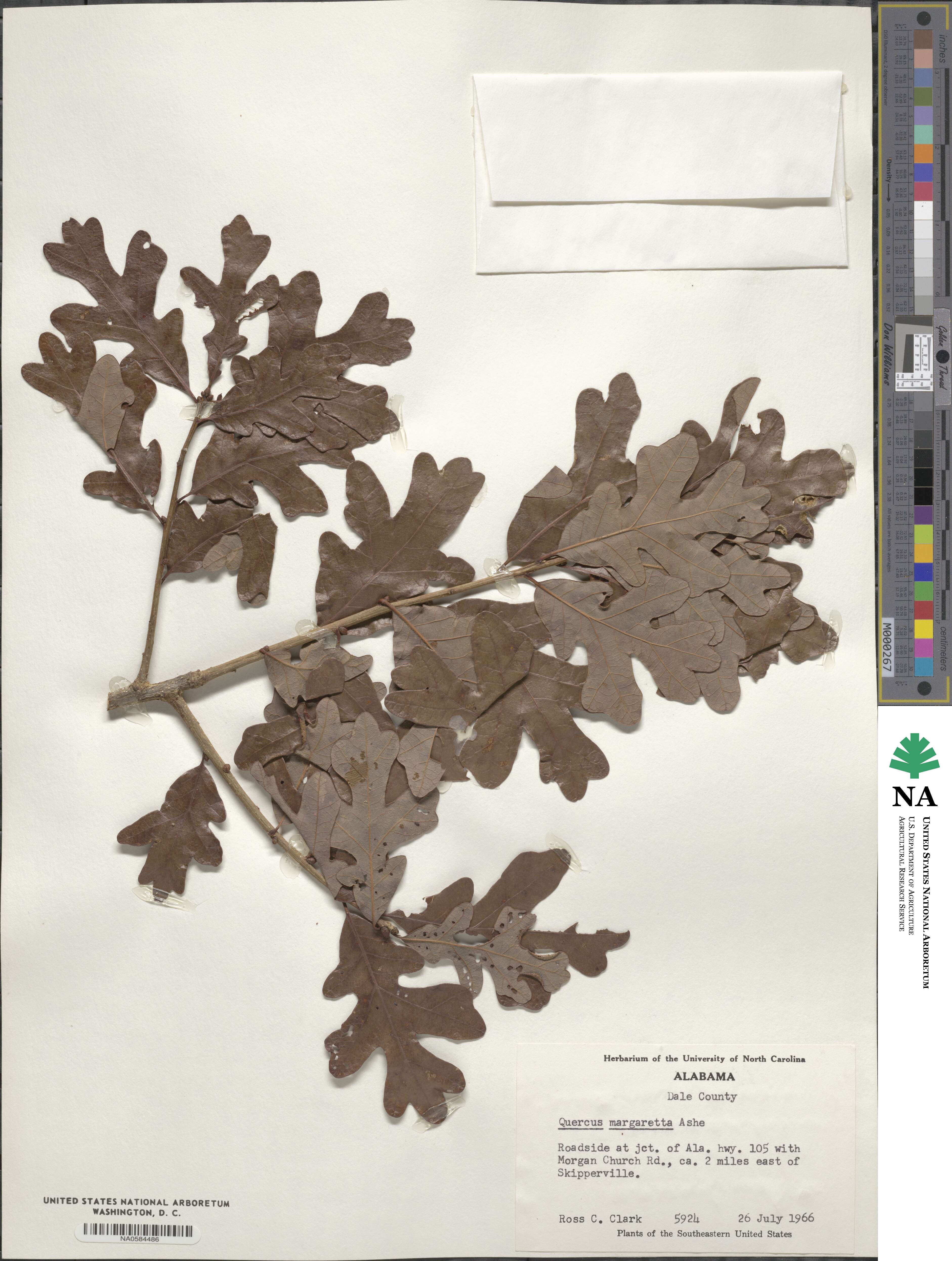 Quercus margarettae image