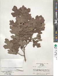 Quercus margarettae image