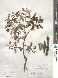 Quercus margarettae image