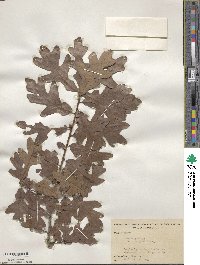 Quercus margarettae image