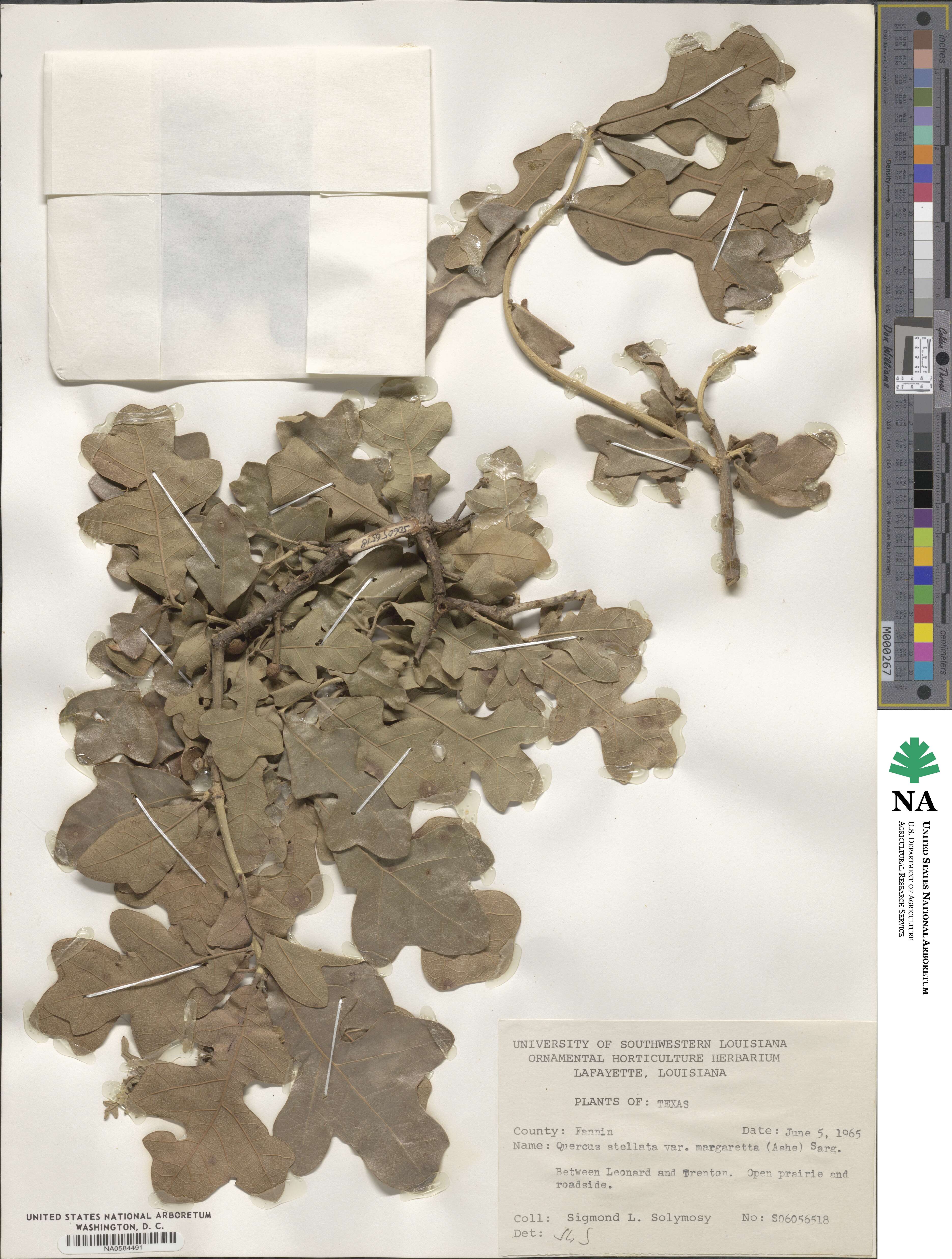 Quercus margarettae image