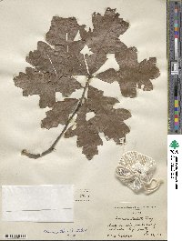 Quercus margarettae image