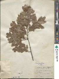 Quercus margarettae image