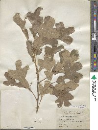 Quercus margarettae image