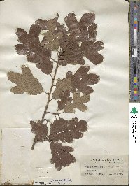 Quercus margarettae image