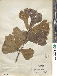 Quercus marilandica image