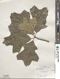 Quercus marilandica image