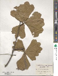 Quercus marilandica image