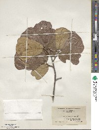 Quercus marilandica image