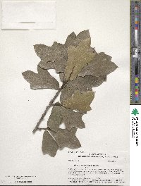 Quercus marilandica image