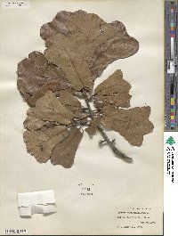 Quercus marilandica image