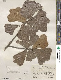 Quercus marilandica image