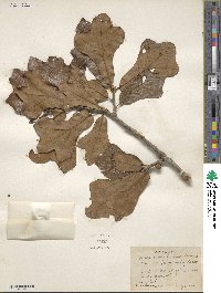 Quercus marilandica image